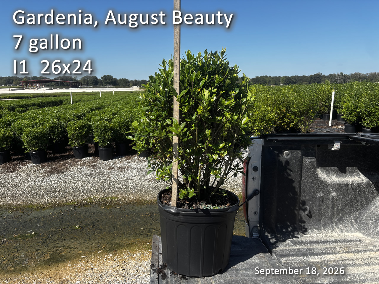 gallery/gab7 i1 cut sept18.jpg
